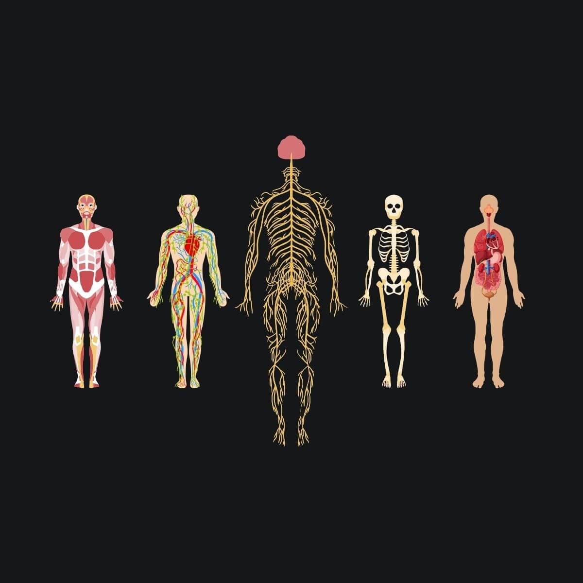 Anatomische Illustration: fünf Körperformen zur Darstellung von Sehnen, Blutgefäßen, Skelett, Organen und Muskeln